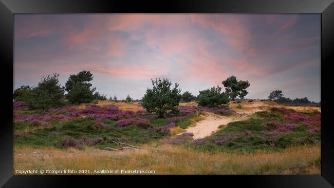 heather fields and dunes in holland Framed Print by Chris Willemsen