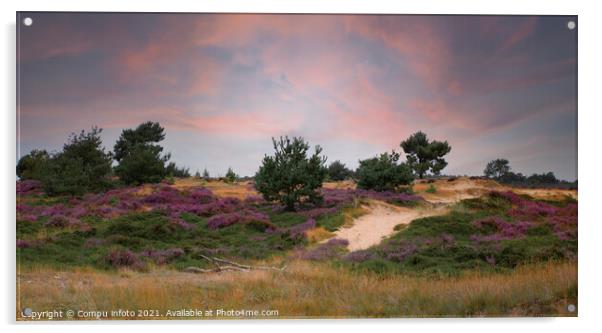 heather fields and dunes in holland Acrylic by Chris Willemsen