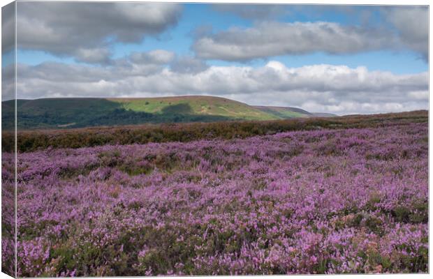 Hawnby Heather Canvas Print by Kevin Winter