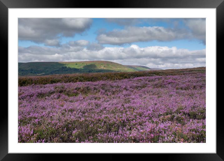 Hawnby Heather Framed Mounted Print by Kevin Winter