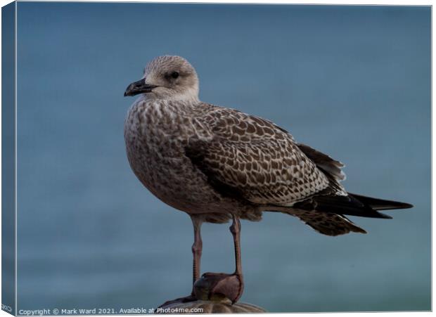 Young Gull Canvas Print by Mark Ward