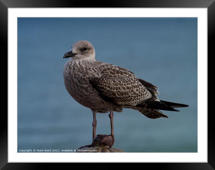 Young Gull Framed Mounted Print by Mark Ward