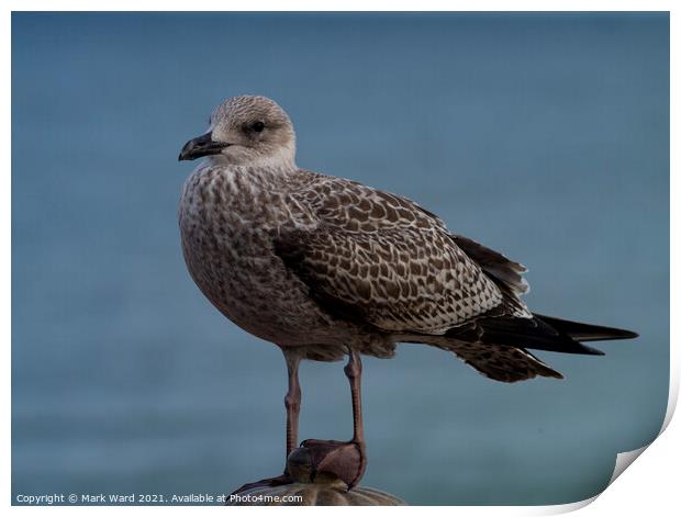 Young Gull Print by Mark Ward