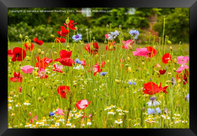 Wildflowers with Poppies Framed Print by Veronica in the Fens
