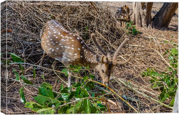Deers Nisargadhama forest park at Kushalnagar, India Canvas Print by Lucas D'Souza