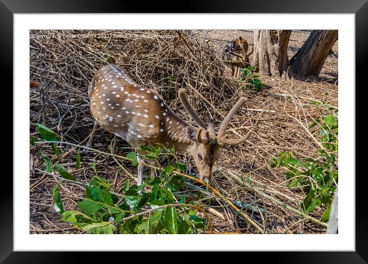 Deers Nisargadhama forest park at Kushalnagar, India Framed Mounted Print by Lucas D'Souza