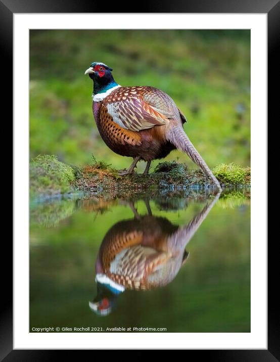 Pheasant Yorkshire wildlife Framed Mounted Print by Giles Rocholl
