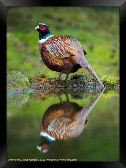 Pheasant Yorkshire wildlife Framed Print by Giles Rocholl