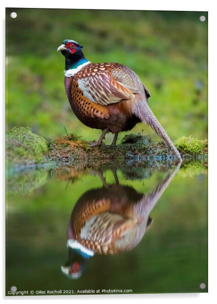 Pheasant Yorkshire wildlife Acrylic by Giles Rocholl