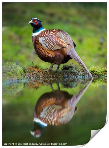 Pheasant Yorkshire wildlife Print by Giles Rocholl