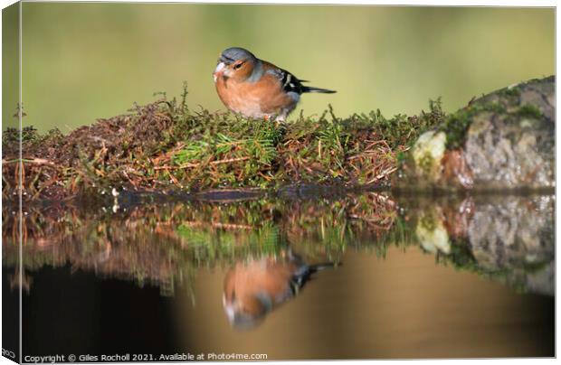 Chaffinch Wensleydale Yorkshire Canvas Print by Giles Rocholl