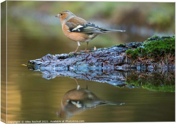 Chaffinch Wensleydale Yorkshire Canvas Print by Giles Rocholl