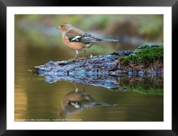 Chaffinch Wensleydale Yorkshire Framed Mounted Print by Giles Rocholl