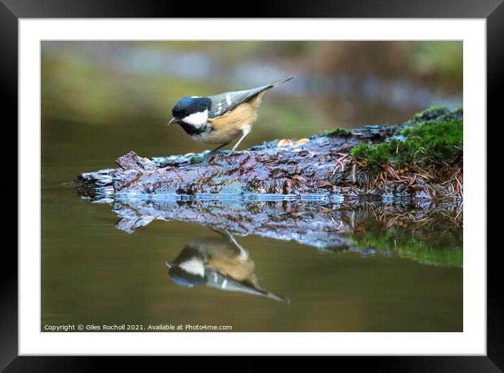 Coal tit wildlife Yorkshire Framed Mounted Print by Giles Rocholl