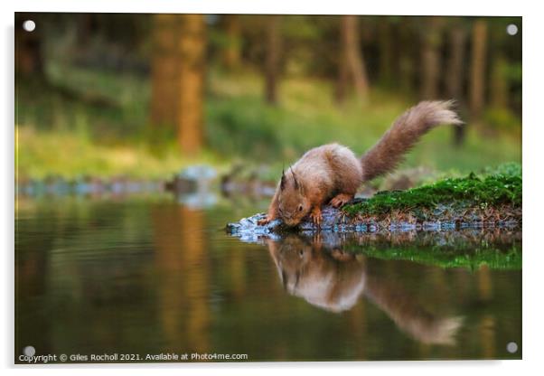 Red squirrel Yorkshire Acrylic by Giles Rocholl