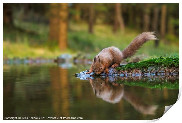 Red squirrel Yorkshire Print by Giles Rocholl