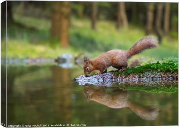 Red squirrel Yorkshire Canvas Print by Giles Rocholl