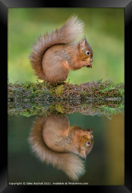 Red squirrel Yorkshire Framed Print by Giles Rocholl