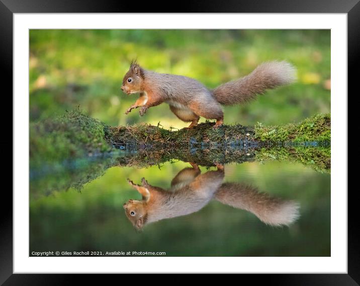Red squirrel Yorkshire Framed Mounted Print by Giles Rocholl