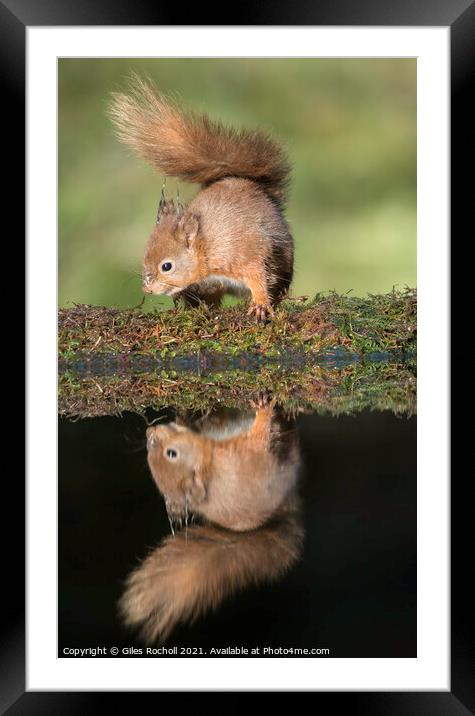 Red squirrel Yorkshire Framed Mounted Print by Giles Rocholl