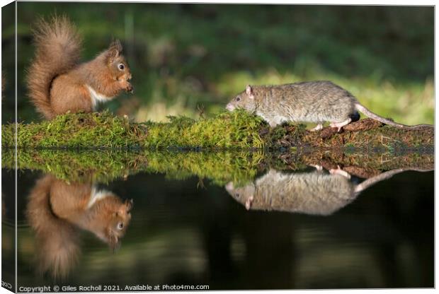 Red squirrel and rat Yorkshire Canvas Print by Giles Rocholl