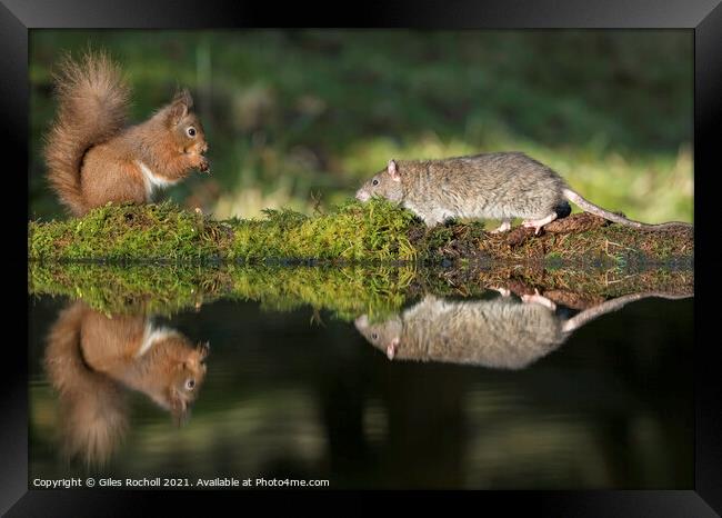 Red squirrel and rat Yorkshire Framed Print by Giles Rocholl