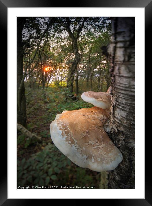 Birch polypore fungi Yorkshire Framed Mounted Print by Giles Rocholl