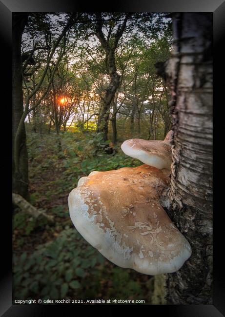 Birch polypore fungi Yorkshire Framed Print by Giles Rocholl