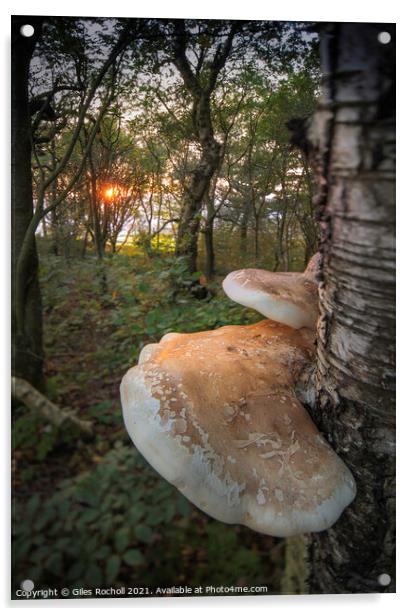 Birch polypore fungi Yorkshire Acrylic by Giles Rocholl