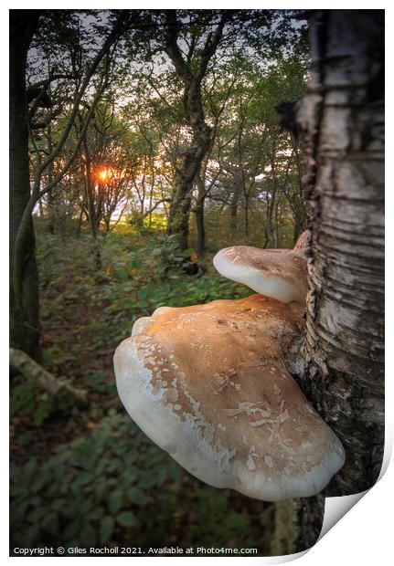 Birch polypore fungi Yorkshire Print by Giles Rocholl