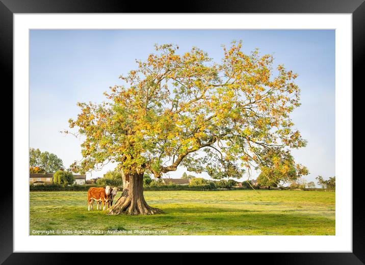 Oak tree Yorkshire cows Framed Mounted Print by Giles Rocholl