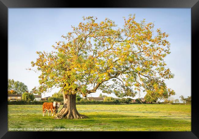 Oak tree Yorkshire cows Framed Print by Giles Rocholl