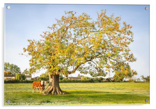 Oak tree Yorkshire cows Acrylic by Giles Rocholl