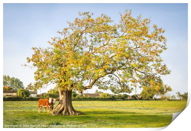 Oak tree Yorkshire cows Print by Giles Rocholl