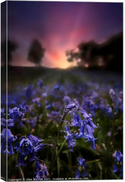 Bluebells bluebell Yorkshire Canvas Print by Giles Rocholl