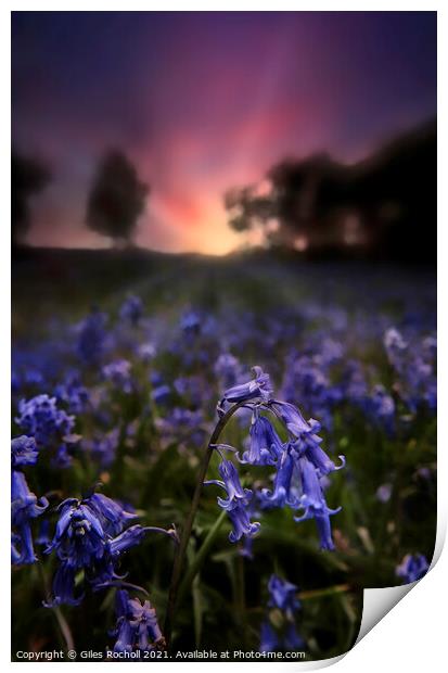 Bluebells bluebell Yorkshire Print by Giles Rocholl