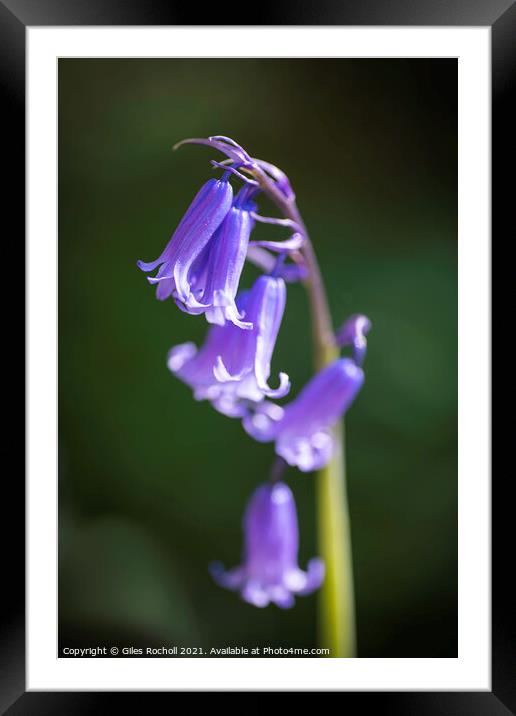 Bluebells bluebell Yorkshire Framed Mounted Print by Giles Rocholl