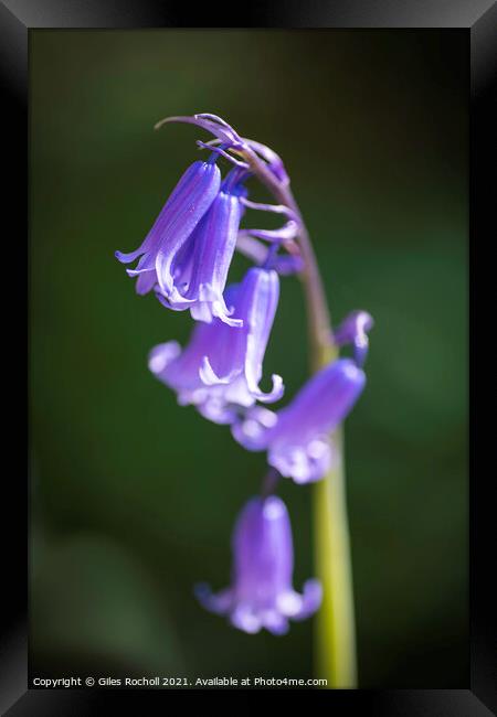 Bluebells bluebell Yorkshire Framed Print by Giles Rocholl