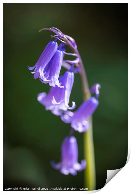 Bluebells bluebell Yorkshire Print by Giles Rocholl