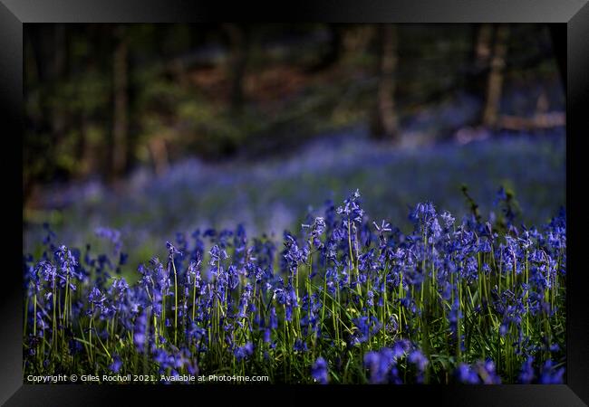 Bluebells bluebell Yorkshire Framed Print by Giles Rocholl