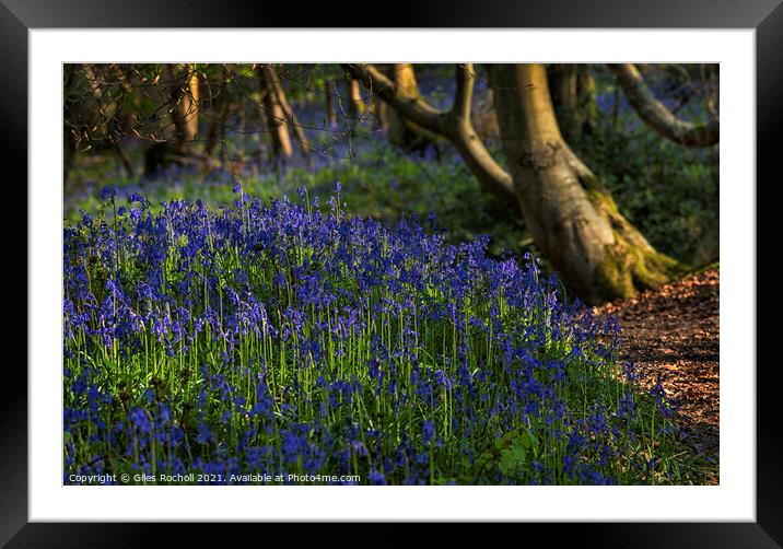 Bluebells bluebell Yorkshire Framed Mounted Print by Giles Rocholl