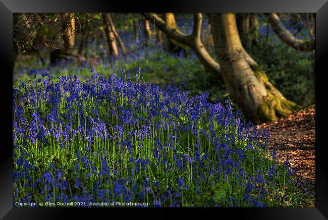 Bluebells bluebell Yorkshire Framed Print by Giles Rocholl