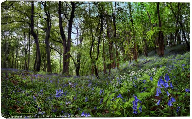Bluebells and wild garlic Yorkshire Canvas Print by Giles Rocholl