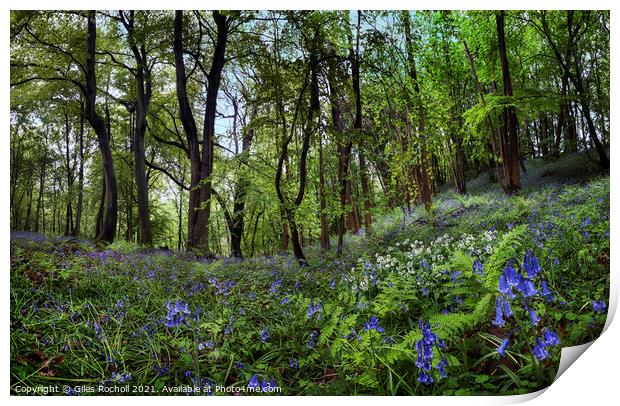 Bluebells and wild garlic Yorkshire Print by Giles Rocholl