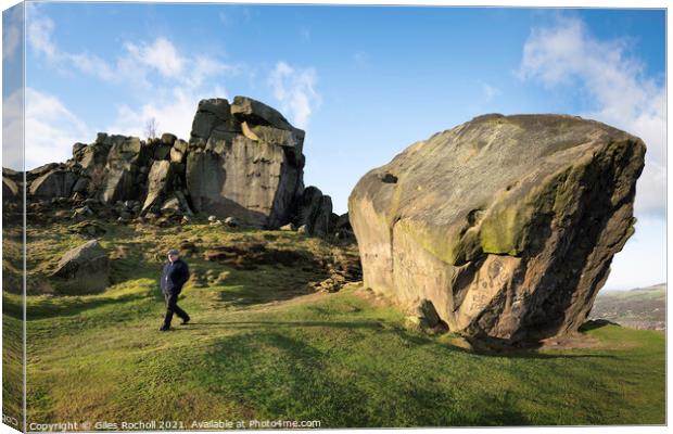 Cow and Calf Ilkley Yorkshire Canvas Print by Giles Rocholl