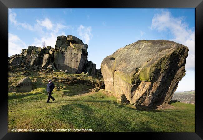 Cow and Calf Ilkley Yorkshire Framed Print by Giles Rocholl