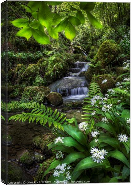 Wild garlic and waterfall Yorkshire Canvas Print by Giles Rocholl