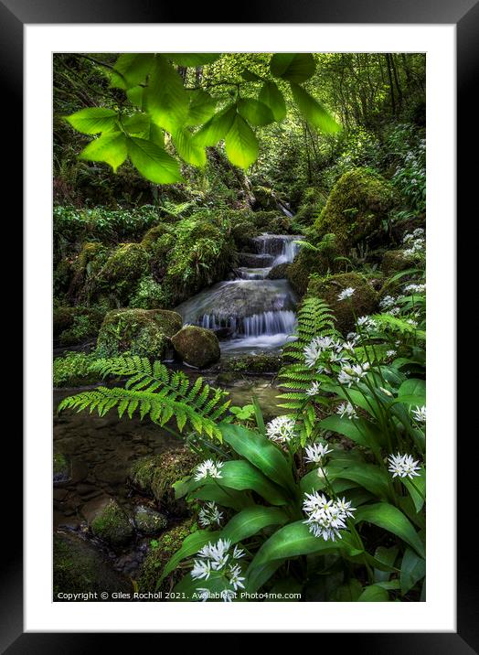 Wild garlic and waterfall Yorkshire Framed Mounted Print by Giles Rocholl