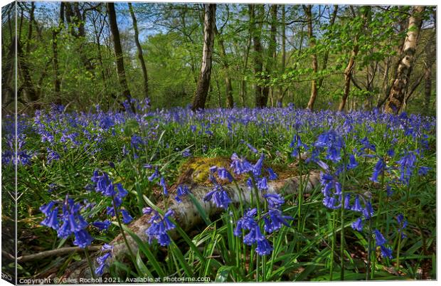 Bluebells Yorkshire Canvas Print by Giles Rocholl