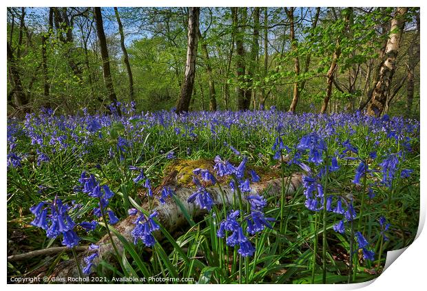 Bluebells Yorkshire Print by Giles Rocholl